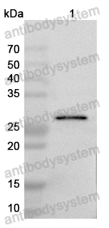 Anti-MPXV H3L Polyclonal Antibody